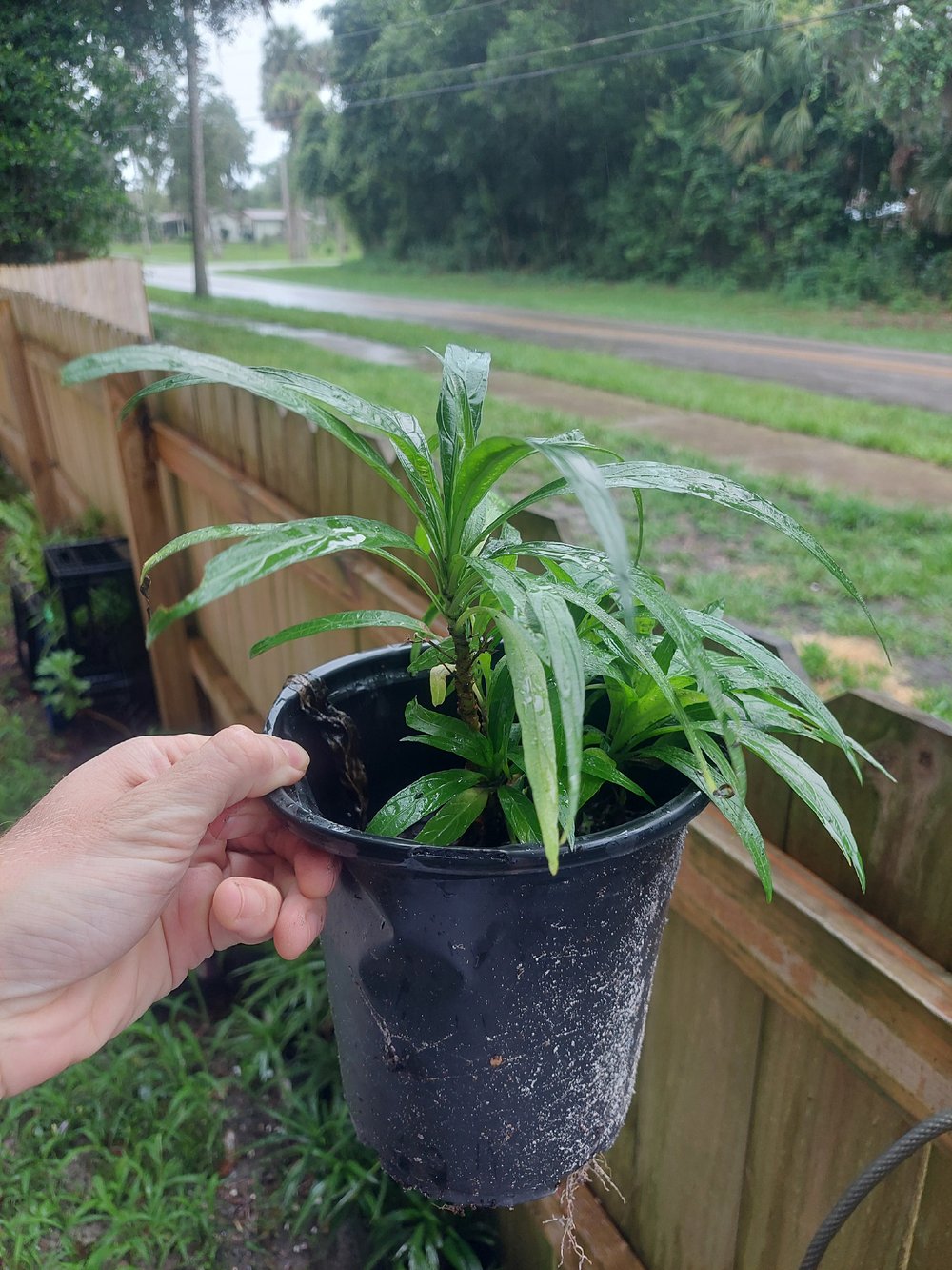 Image of PLANTS Ruellia Brittoniana 🪻🪻🪻🪻🪻