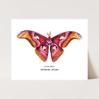 Image 1 of Atlas Moth Watercolor Illustration PRINT