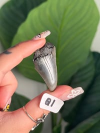 Image 17 of SMALL MEGALODON TEETH -SOUTH CAROLINA- CHOOSE YOUR OWN LOT 1