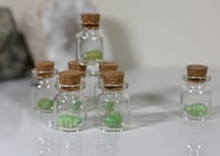 Image 2 of Tardigrades