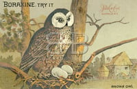 Boraxine - Brown Owl