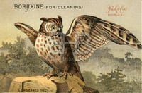 Boraxine - Long Eared Owl