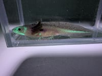 Image 4 of Copper Melanoid Juvenile Axolotl