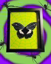 Image 2 of Tattooed Butterfly