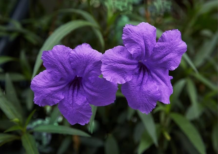 Image of PLANTS Ruellia Brittoniana 🪻🪻🪻🪻🪻