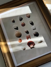 Image 1 of Seashells Print