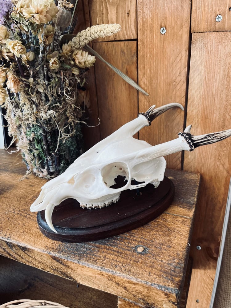 Image of Exceptional Reeves Muntjac 