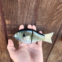 Image 1 of 6" Roof gill (pectoral fins)