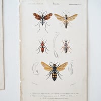Image 19 of Illustration Ancienne Insectes