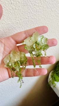 Image 3 of 🌿Mossy Phalaenopsis Orchids🌿 Earrings 