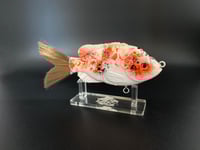 Image 3 of Jr Gill in our Albino Oscar pattern