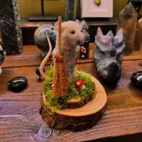 Image 1 of Taxidermy For Beginners at Ouroboros Sat 21st June 11am - 3.30