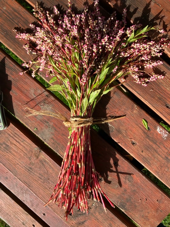 Image of Japanese Indigo Seeds