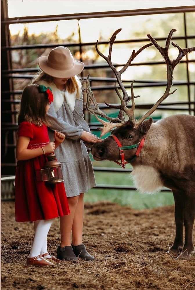 Image of Reindeer Mini Sessions- Sunday, November 5th, 2023