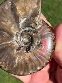 Image 7 of Purple - Rainbow Iridescent Ammonite Shell Fossil | Madagascar #2895