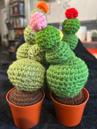 Image 2 of Echinocereus Schereri