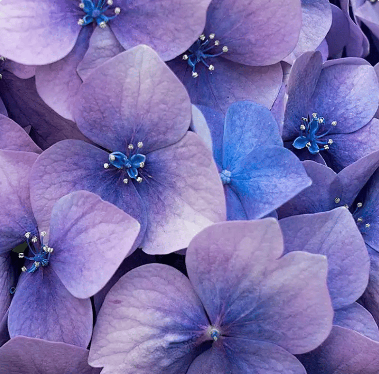 Image of Love Spell Wax Melts