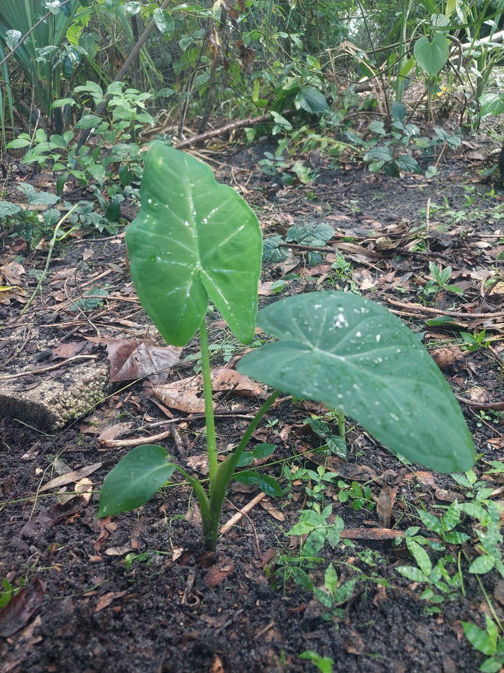 Image of PLANTS Large Leaf 