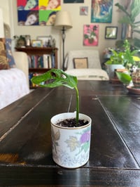 Image 3 of Baby Monstera in Mini Porcelain Cup