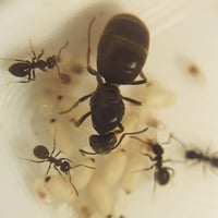 Image 3 of Lasius Niger