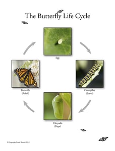 Image of life cycle A2 poster