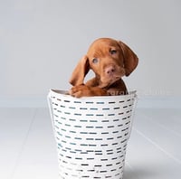 Image 2 of Dog Mini Session (single dog)