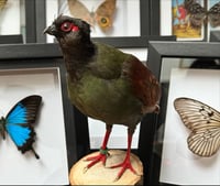 Image 1 of Taxidermy Crested wood partridge 