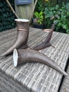 American bison drinking horn 