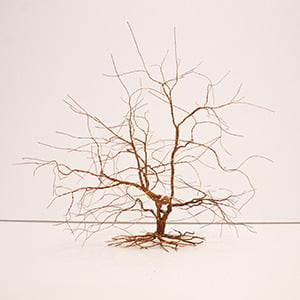Image of E Series ( Dreaming Tree 3)