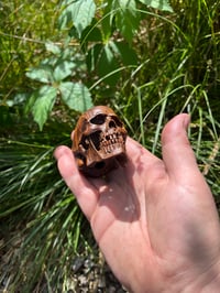 Image 3 of large Lignum Vitae Skull