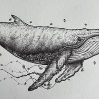 Image 2 of Florence the Humpback Whale 