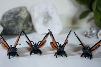 Image 5 of Monarch Butterflies