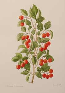 Image of Crataegus