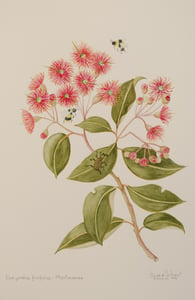 Image of Corymbia ficifolia: Myrtaceae