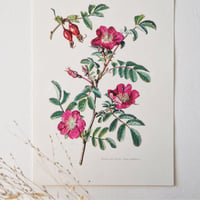 Image 3 of Planches De Botanique Roses