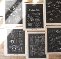 Image 1 of Planche histoire naturelle en noir & blanc