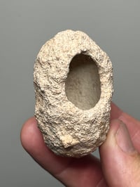 Image 1 of Weevil Cocoon Fossil ‘Clogs’  | South Australia #2858