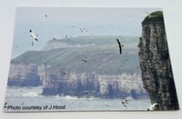 Image 2 of Black-browed Albatross - Large Design - Pin Badge/Brooch/Magnet