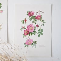 Image 1 of Planches De Botanique Roses