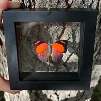 Image 1 of Anaea Riphea Butterfly