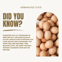 Image 2 of Parasite Purge - Parasite Colon Detox