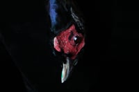 Image 5 of Dead Good taxidermy pheasant head necklace 