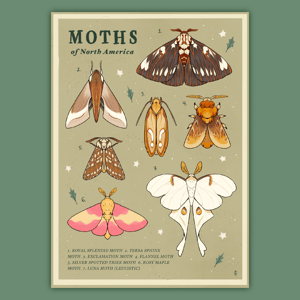 Moths of North America Print