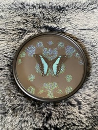 Image 2 of Papilio bromius glittery ambiguous ink blot
