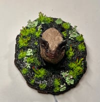 Image 3 of Myotis Oasis