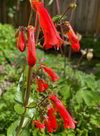 Image 2 of Firecracker Penstemon: Penstemon eatonii