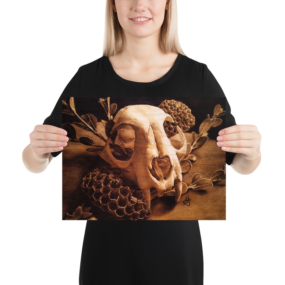 Photo Print: Bobcat Skull and Honeycombs