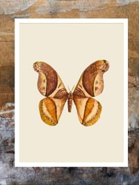 Image 2 of Rhescyntis pseudomartii moth Beige background PRINT