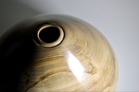 Image 4 of Ambrosia Maple Hollow Form