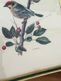 Image 4 of Paire d’illustrations d’oiseaux